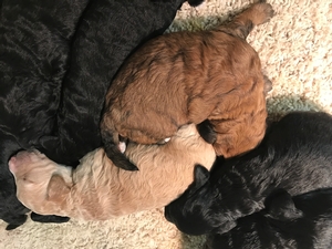 Mini Goldendoodle Litter Born 10-26-2018 $1500